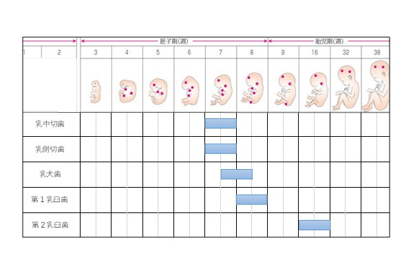 大阪市（弁天町）の小児歯科・予防歯科、弁天町やまうち歯科の妊娠中の歯科ケア